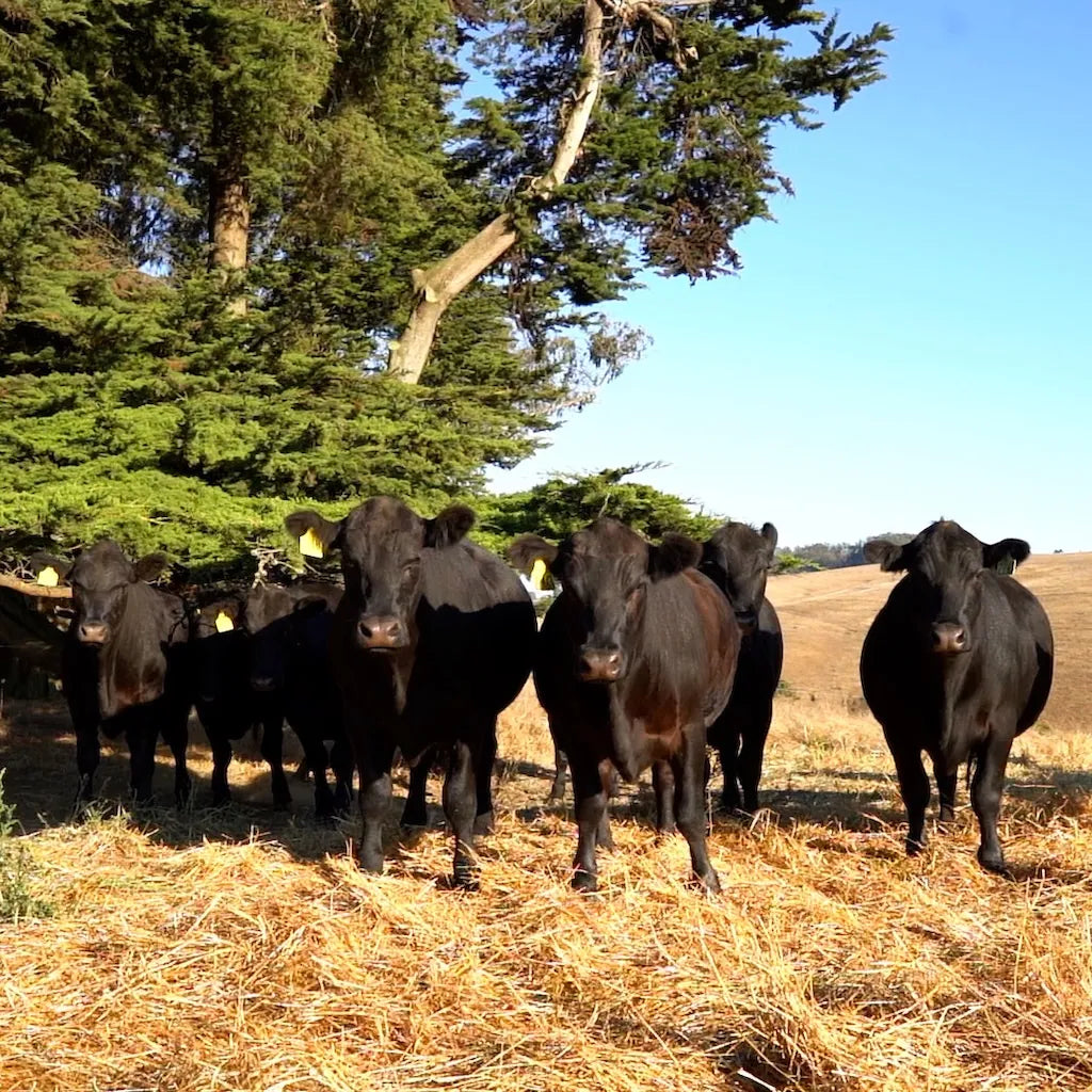 Group of black cows standing in a field with trees and blue sky in the background